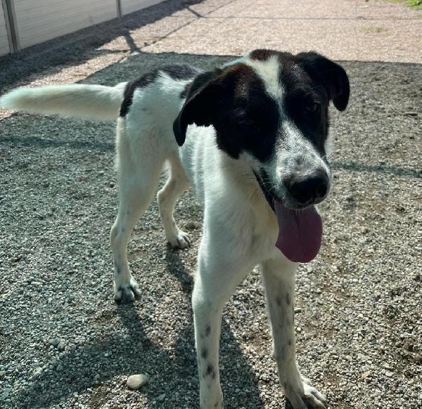 Garofano, giocherellone e affettuoso (maggio 2023) Foto 8